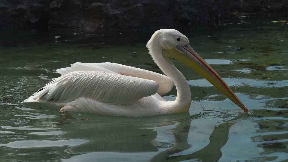 モモイロペリカン