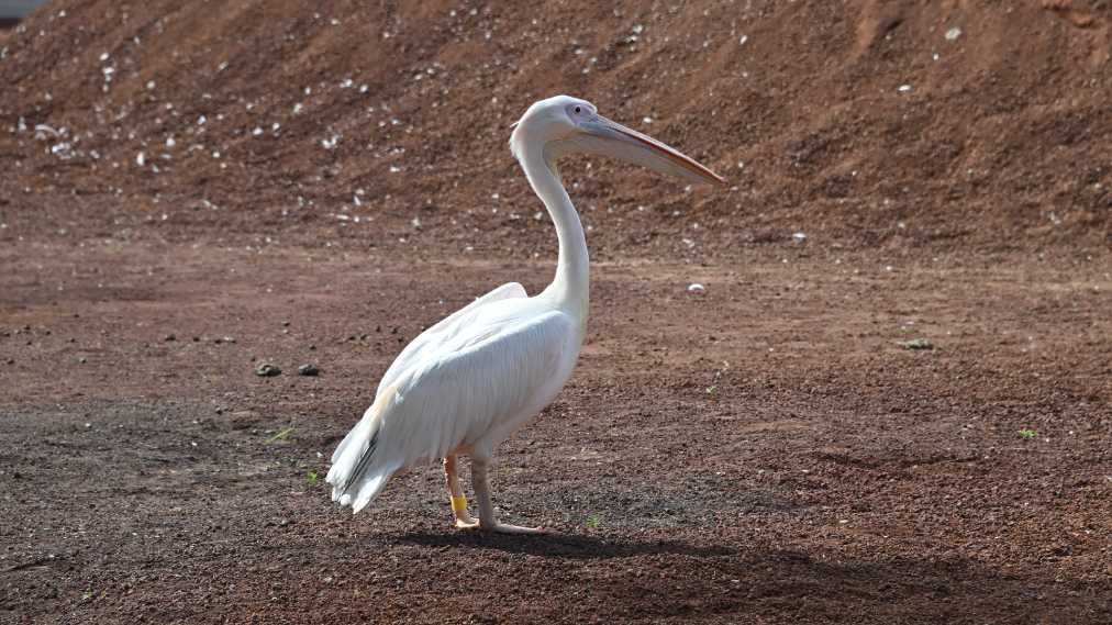 モモイロペリカン