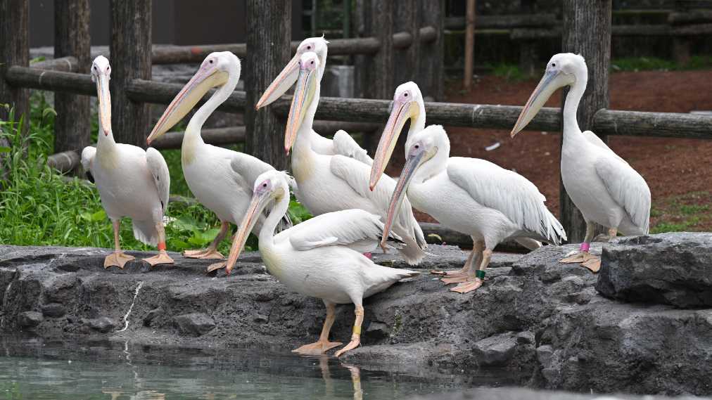 モモイロペリカン