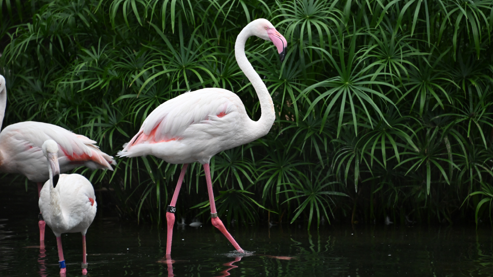 ヨーロッパフラミンゴ