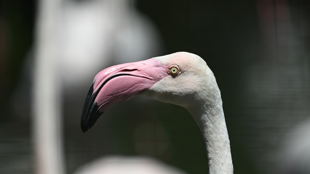 ヨーロッパフラミンゴ