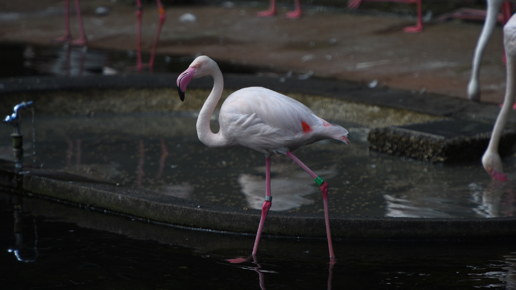 ヨーロッパフラミンゴ