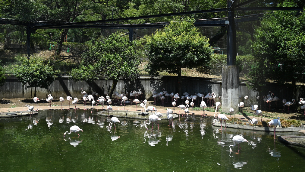 ヨーロッパフラミンゴ