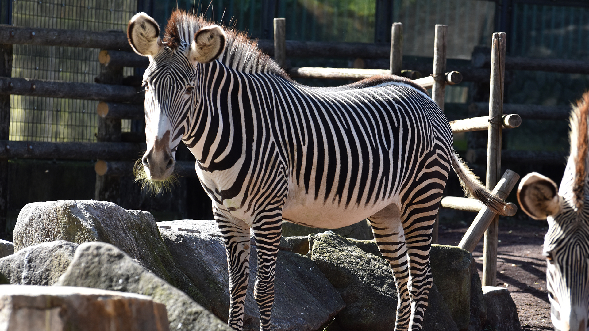 グレビーシマウマ