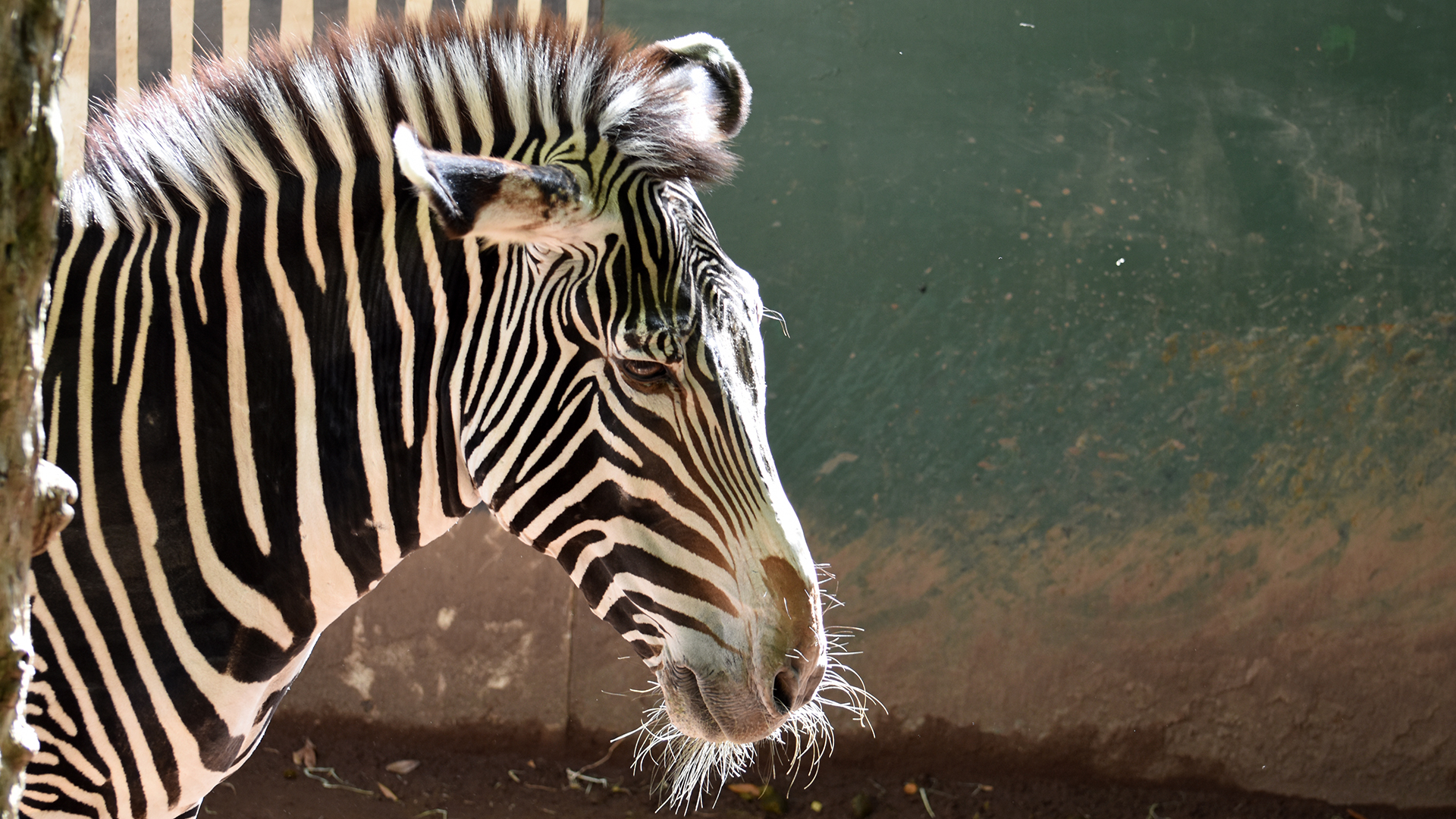 グレビーシマウマ