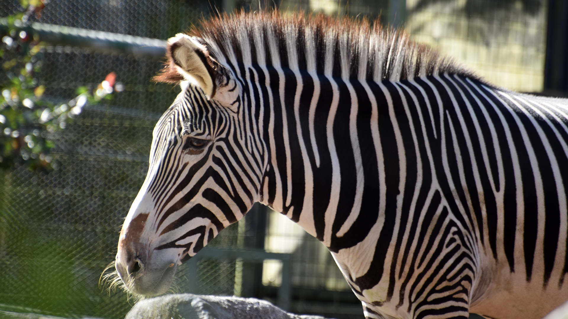 グレビーシマウマ