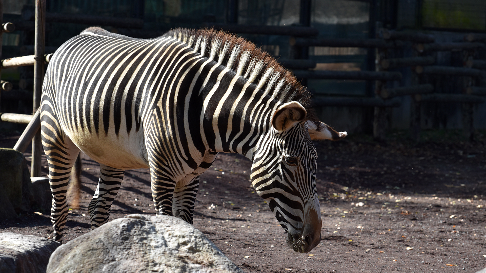グレビーシマウマ