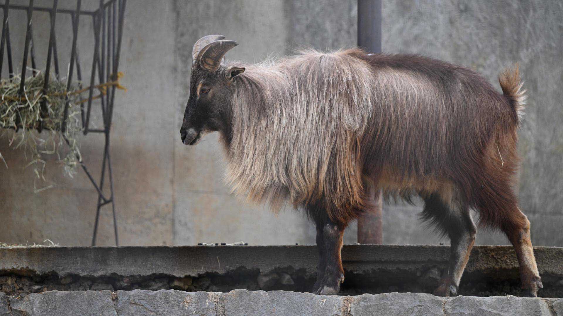 ヒマラヤタール