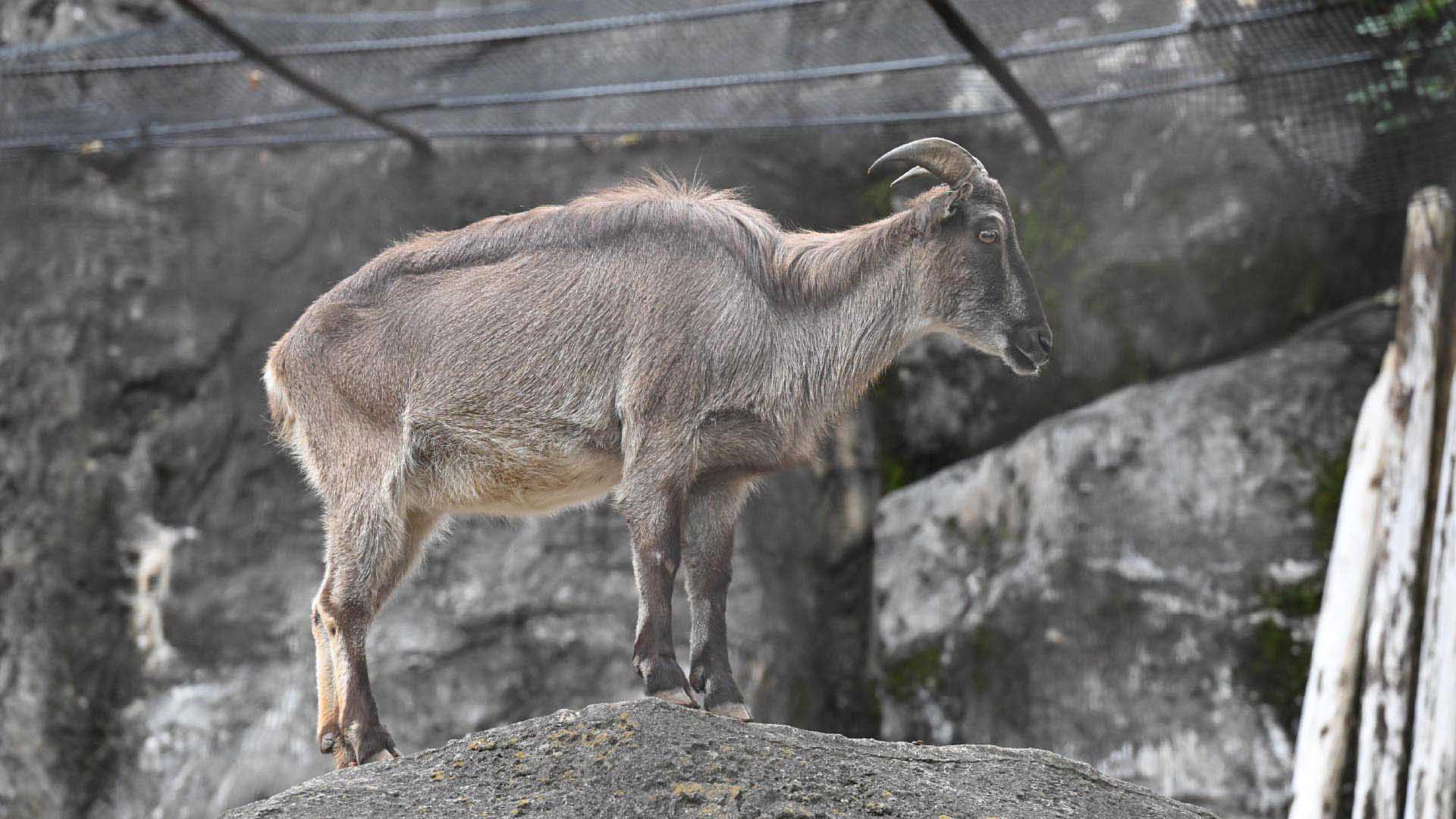 ヒマラヤタール