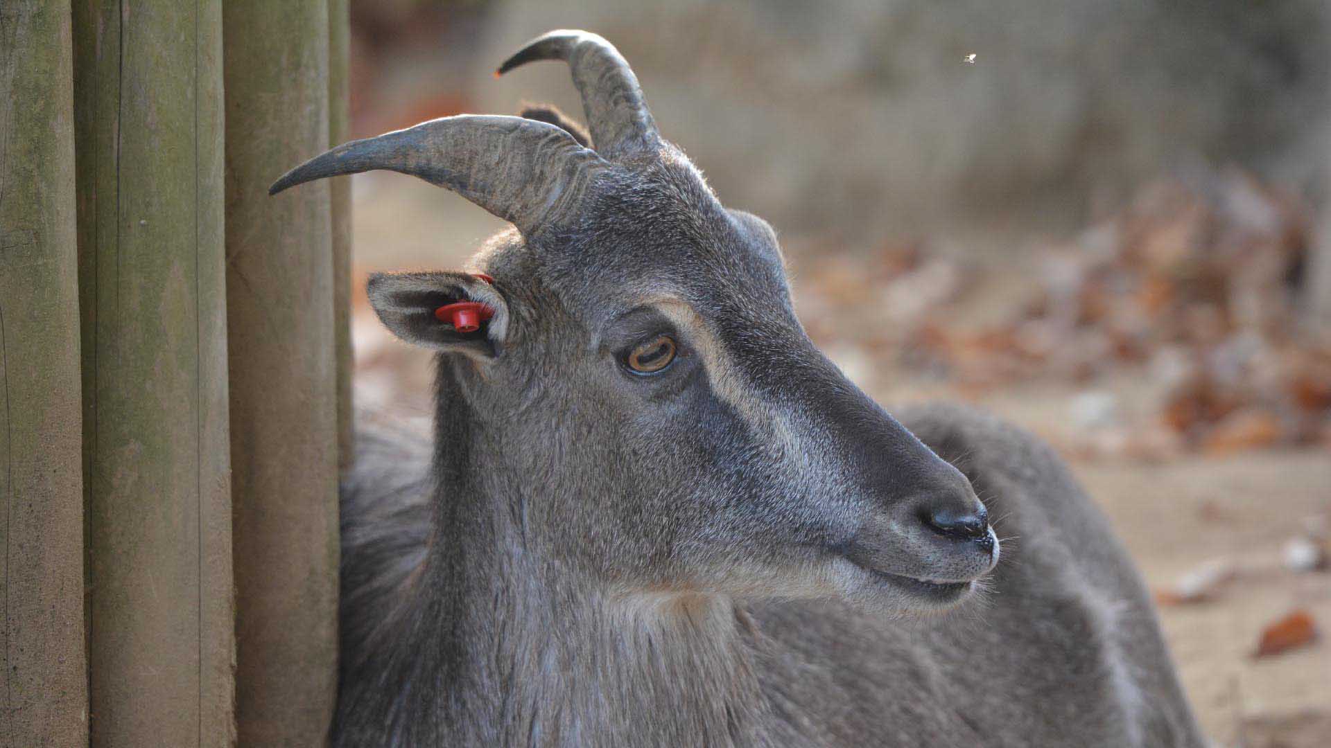 ヒマラヤタール