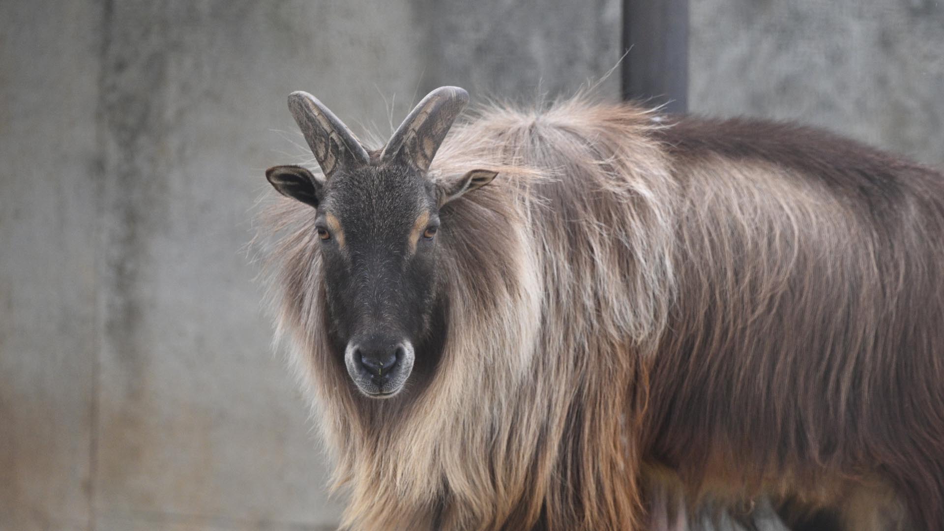 ヒマラヤタール