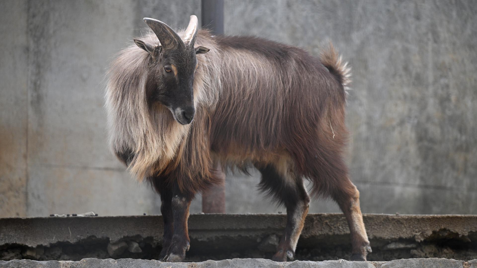 ヒマラヤタール