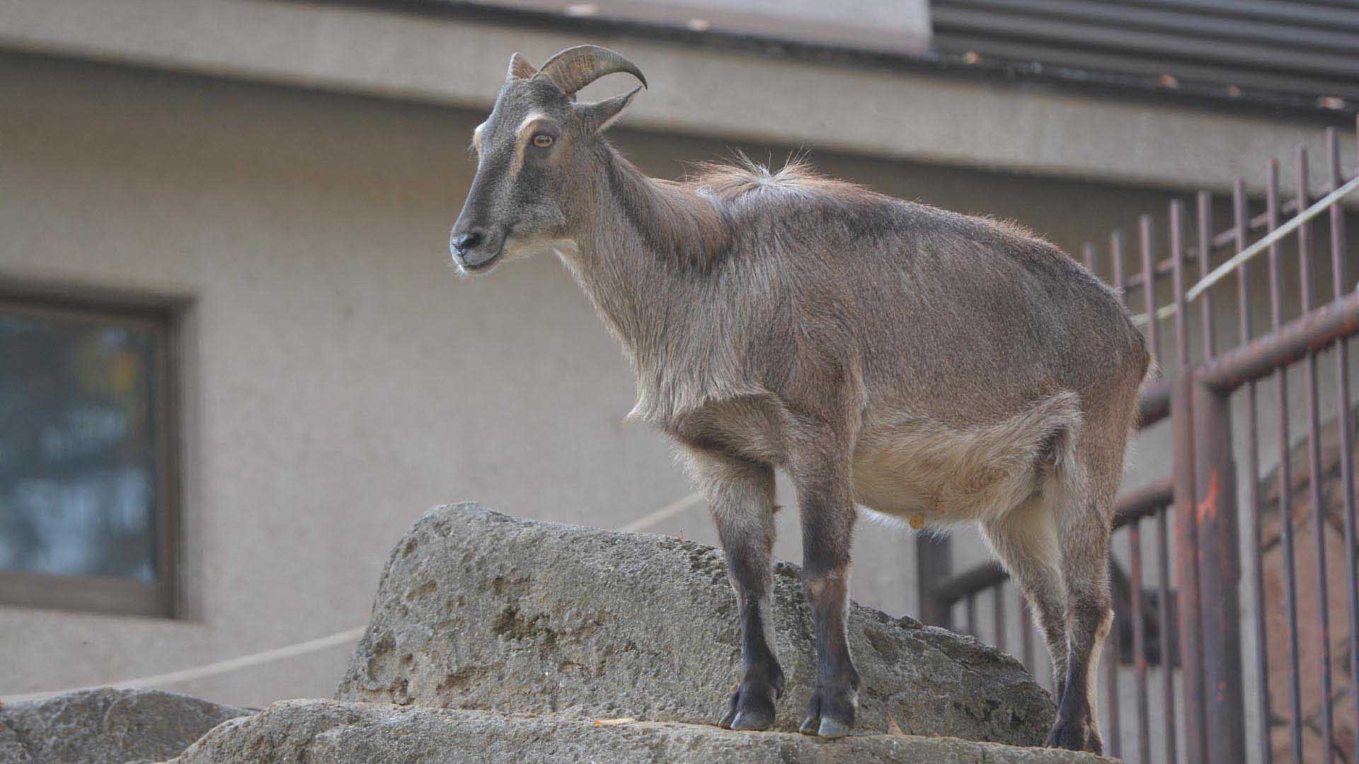 ヒマラヤタール