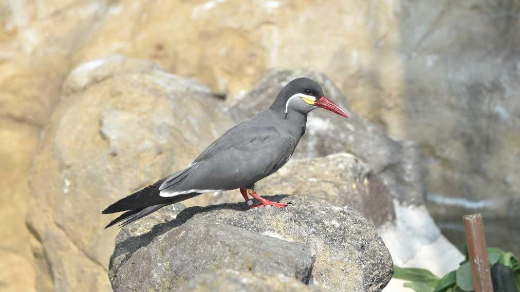 インカアジサシ