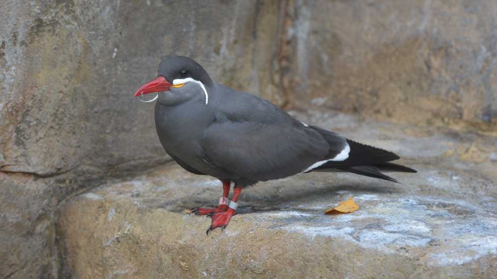 インカアジサシ