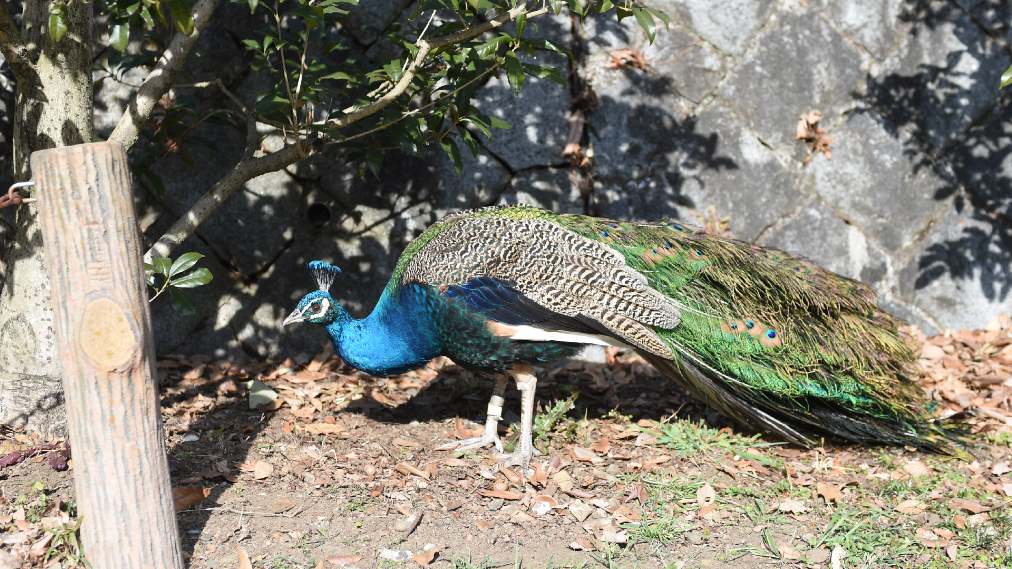 インドクジャク