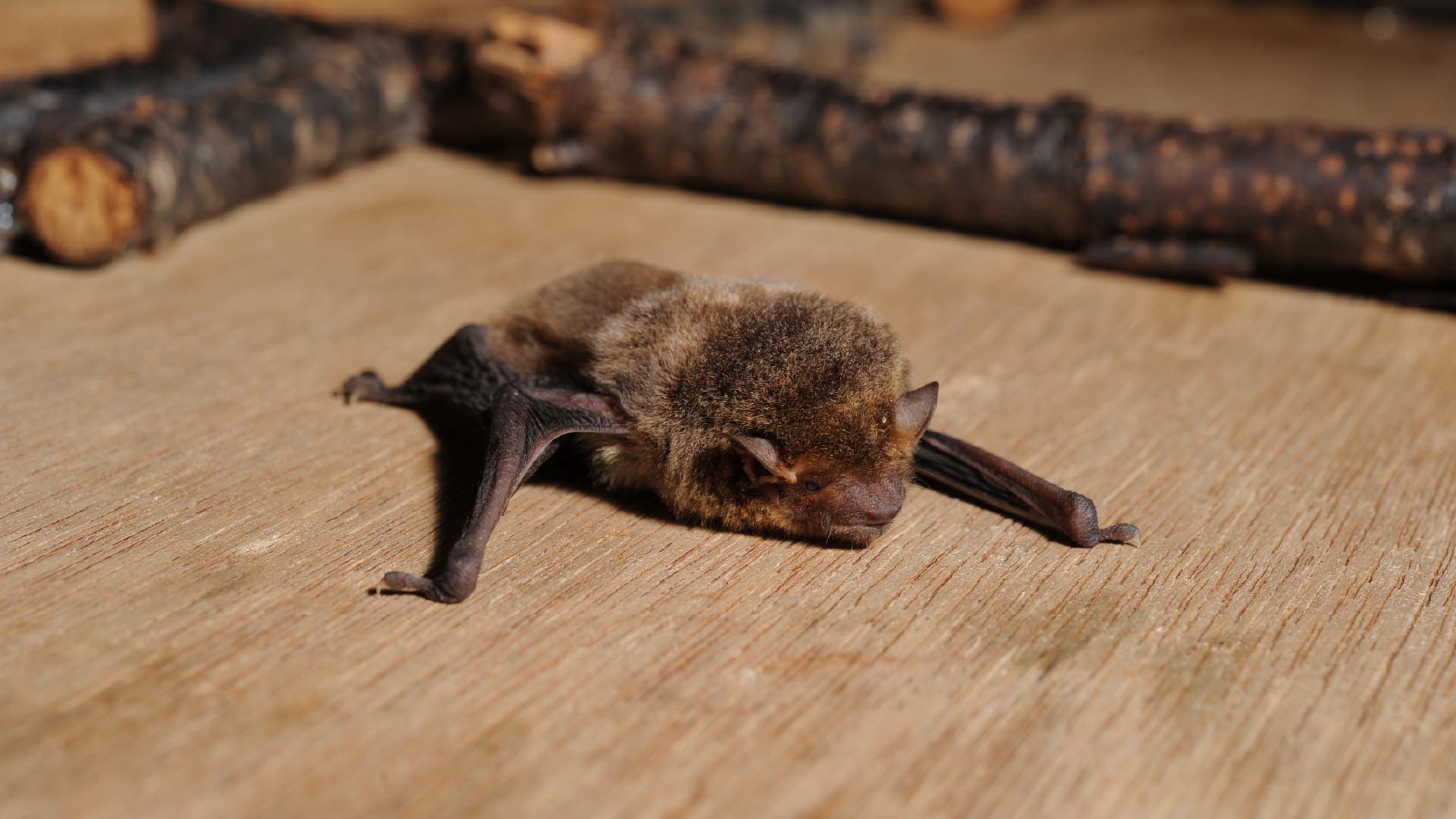 アブラコウモリ