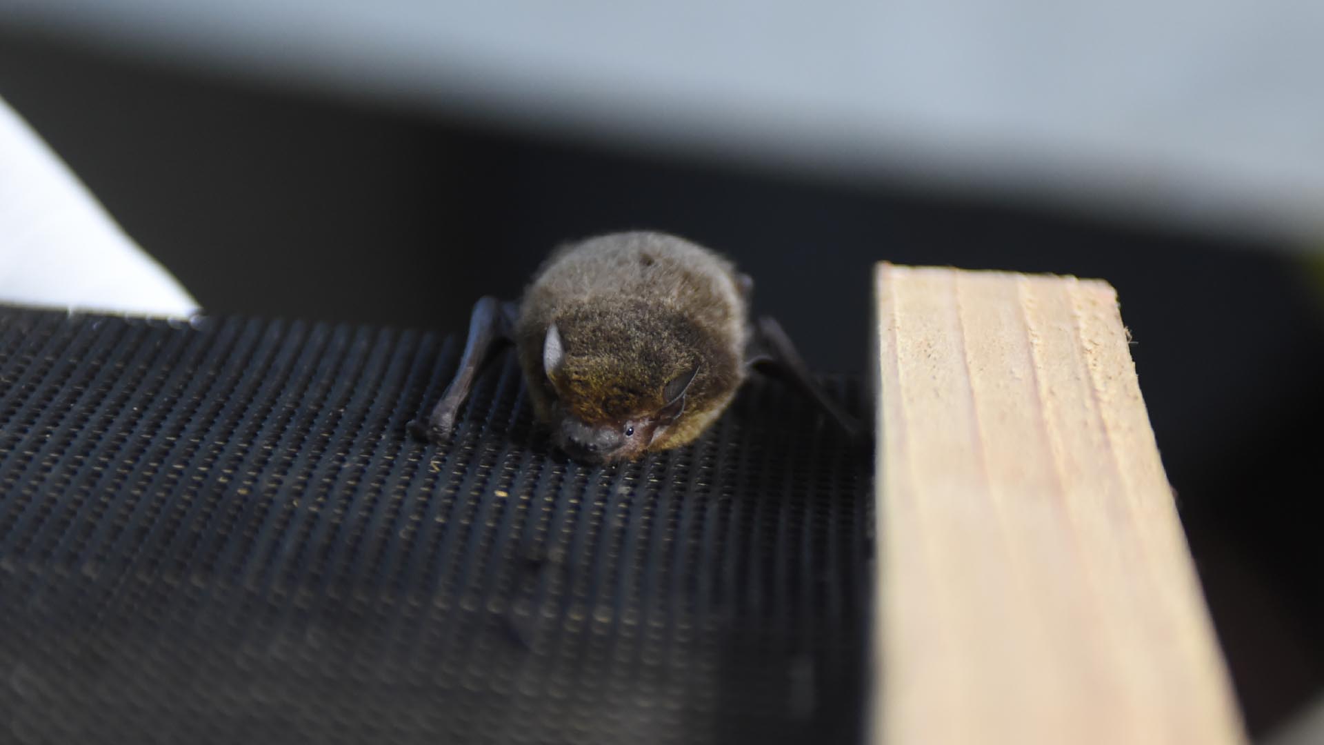 アブラコウモリ