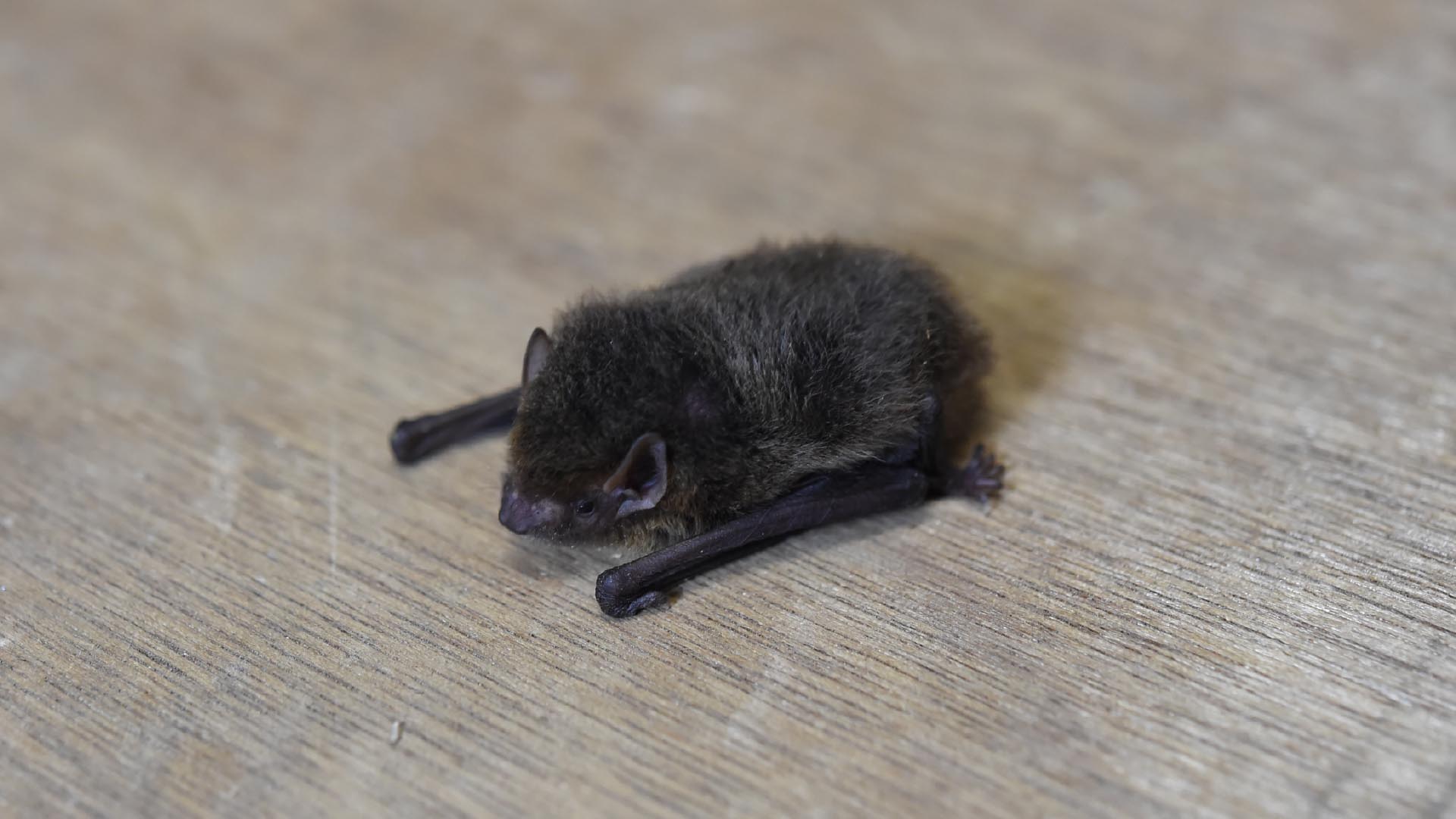 アブラコウモリ