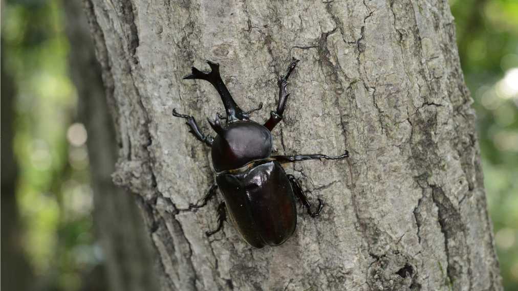 カブトムシ