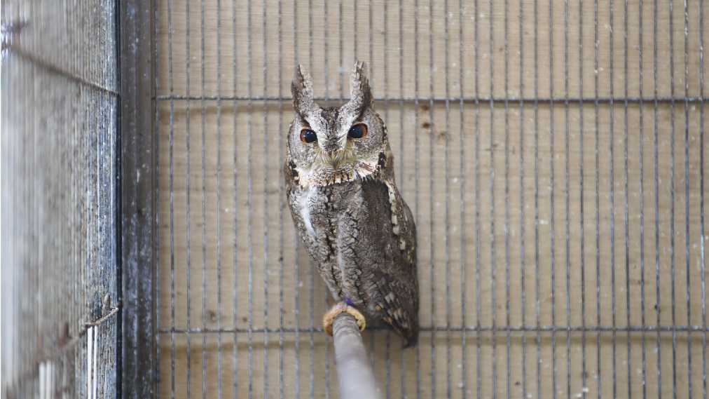 オオコノハズク