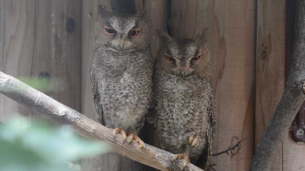 オオコノハズク