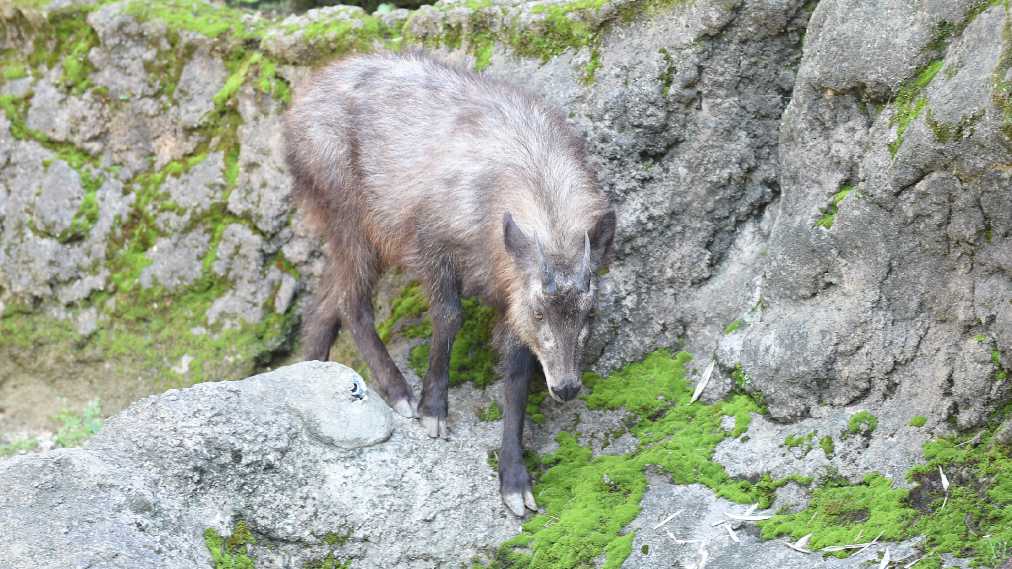 ニホンカモシカ