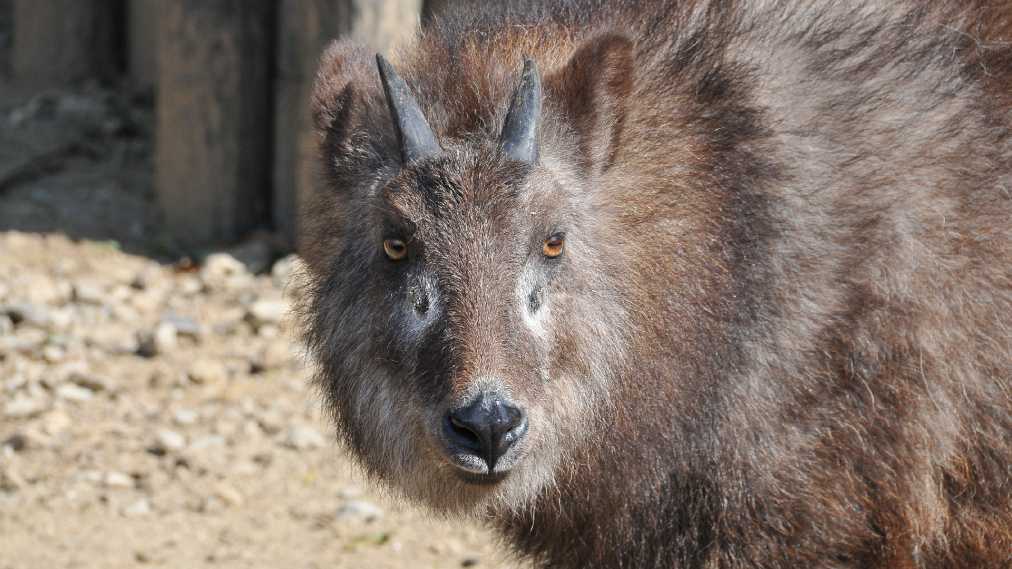ニホンカモシカ