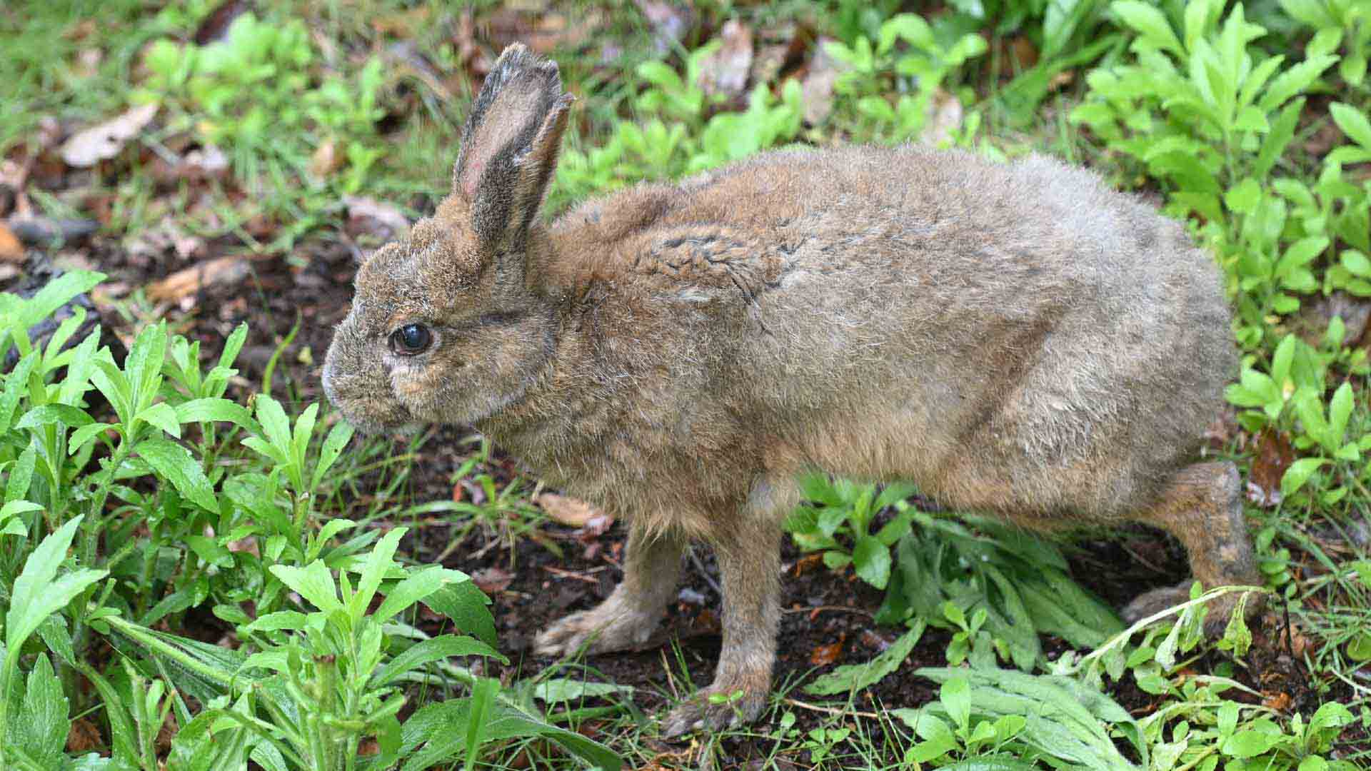 ニホンノウサギ