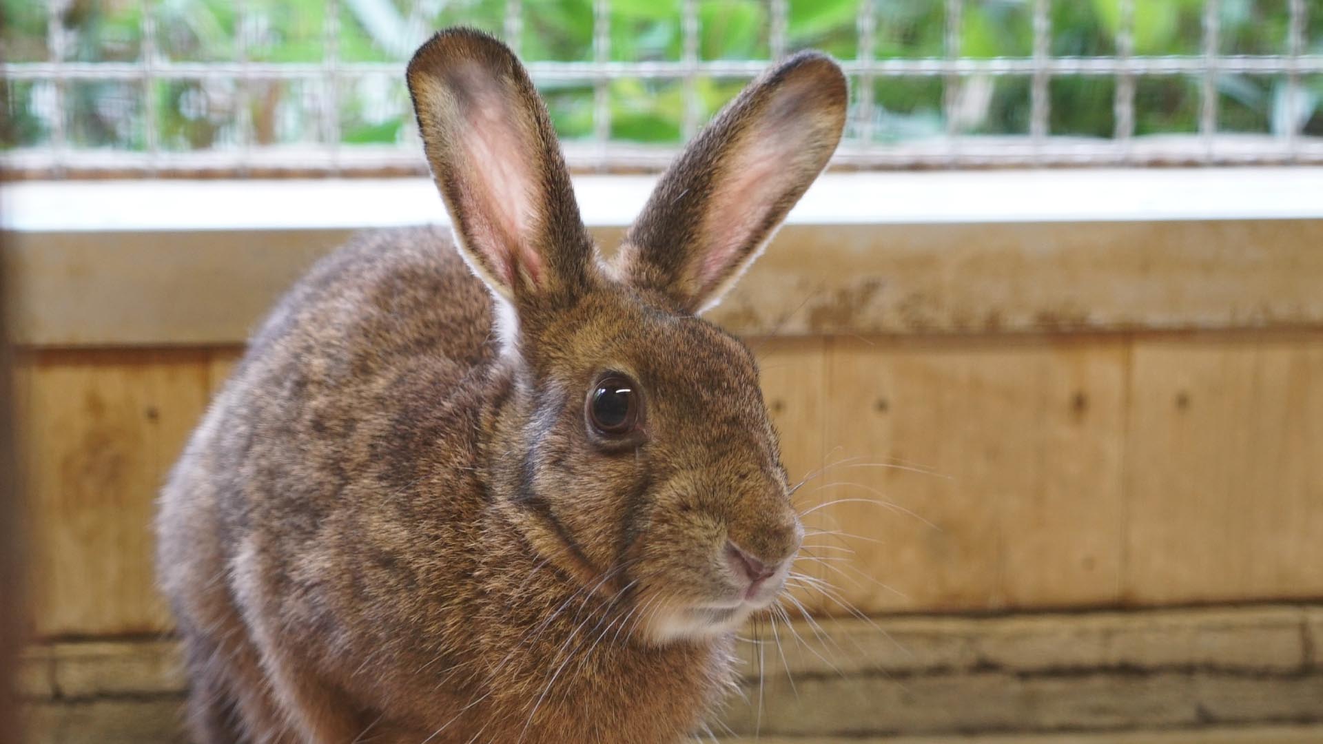 ニホンノウサギ