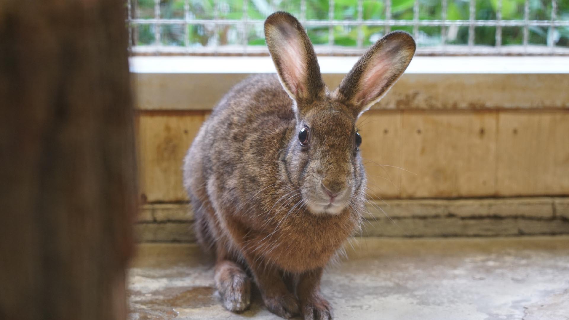 ニホンノウサギ