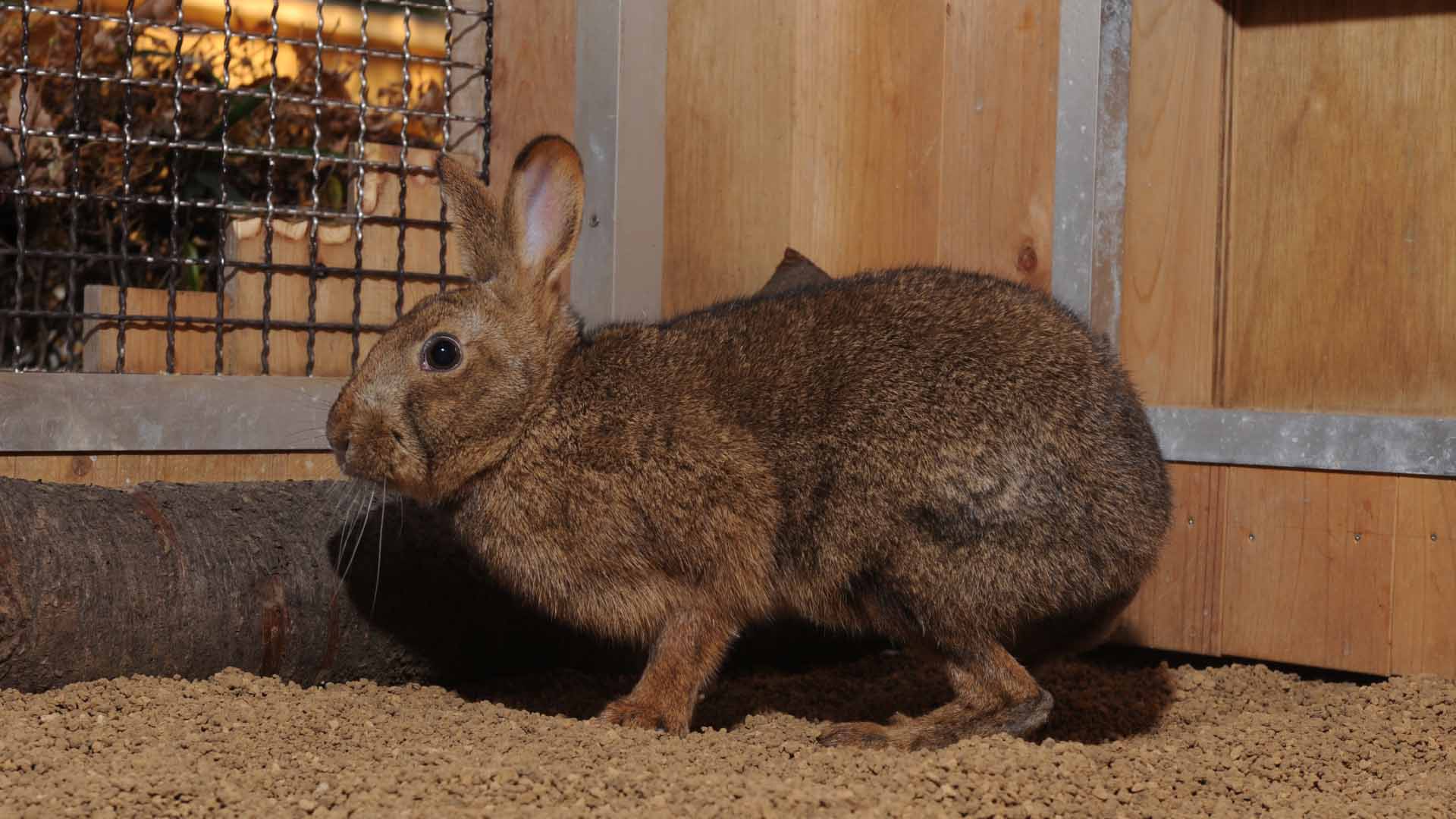 ニホンノウサギ