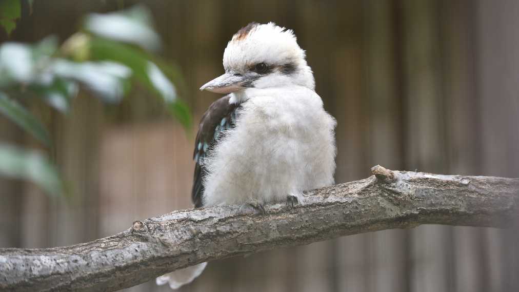 ワライカワセミ