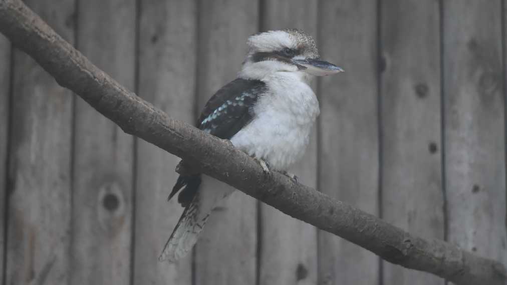 ワライカワセミ