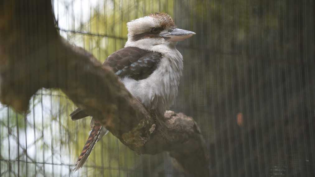 ワライカワセミ