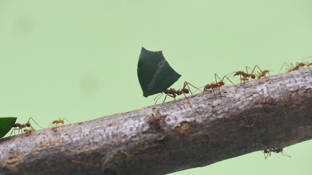レッサーパンダ