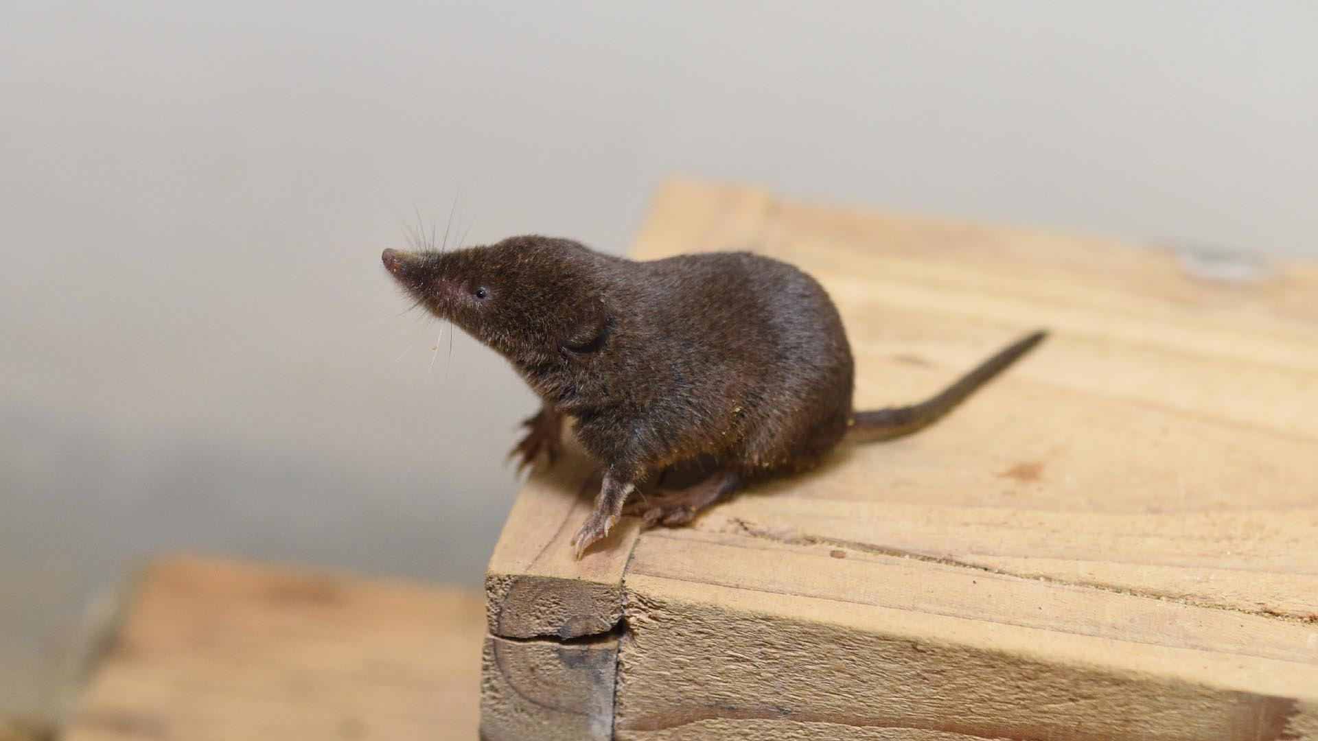 オオアシトガリネズミ