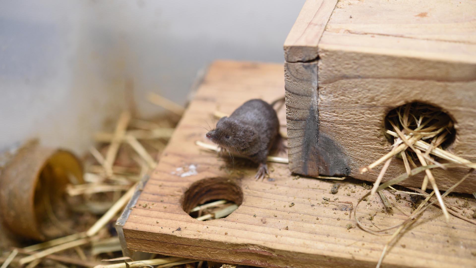 オオアシトガリネズミ