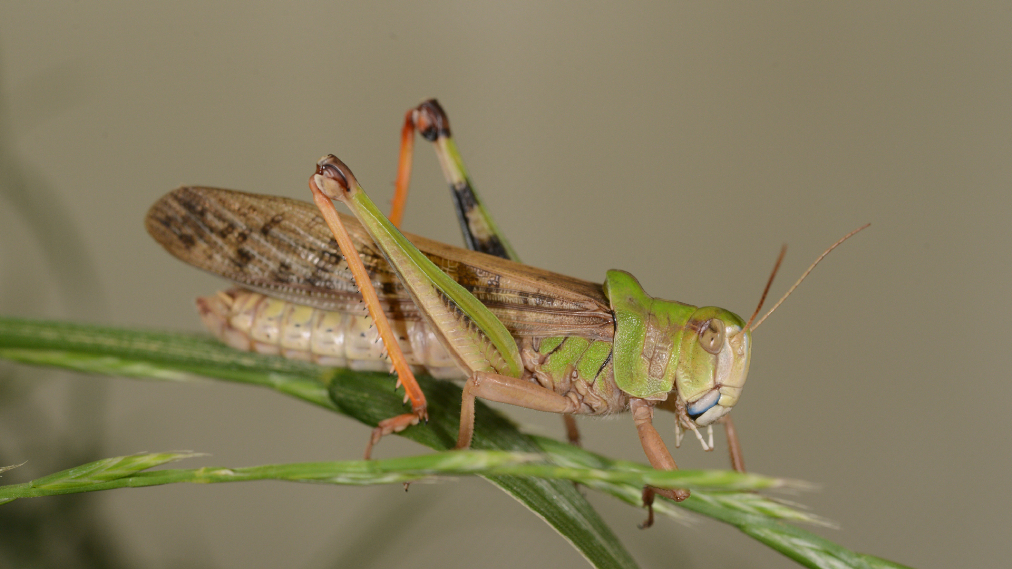 トノサマバッタ