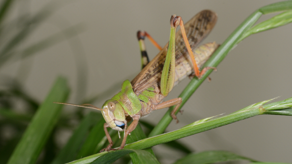 トノサマバッタ