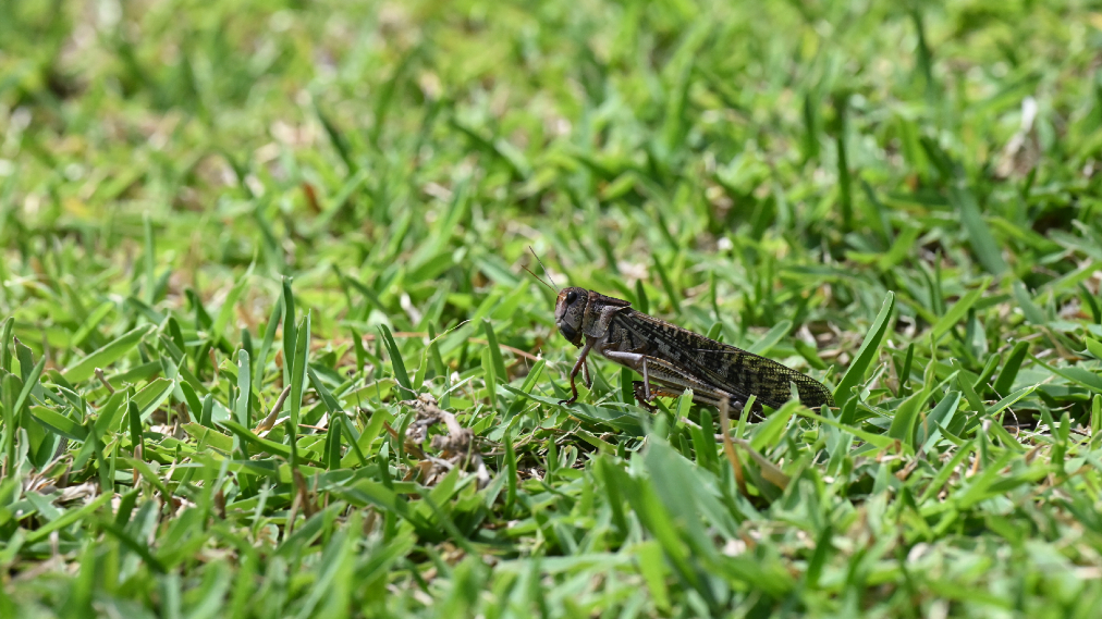 トノサマバッタ