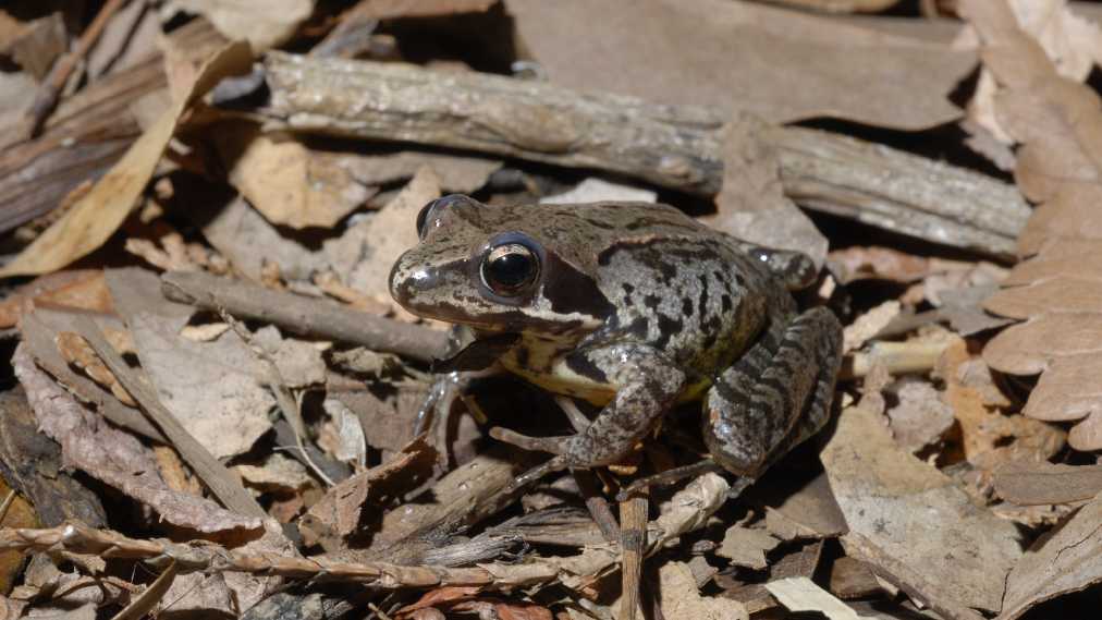 ヤマアカガエル