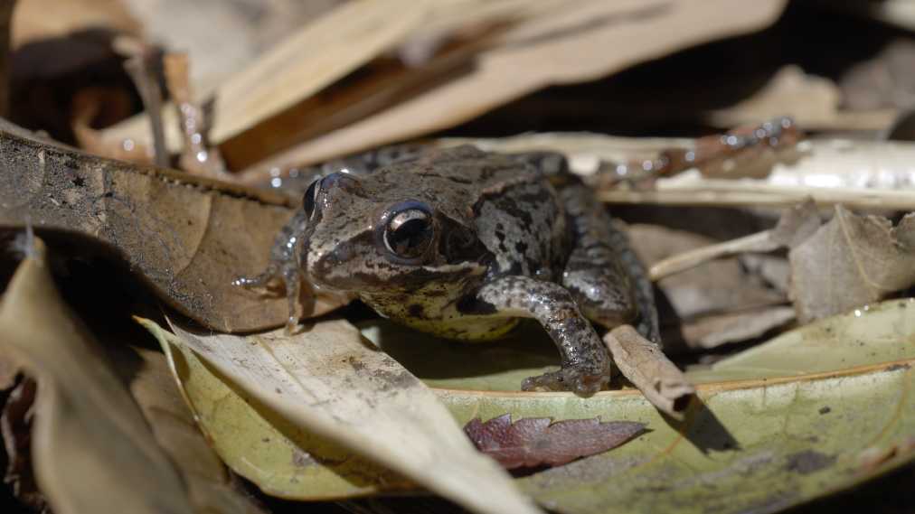 ヤマアカガエル