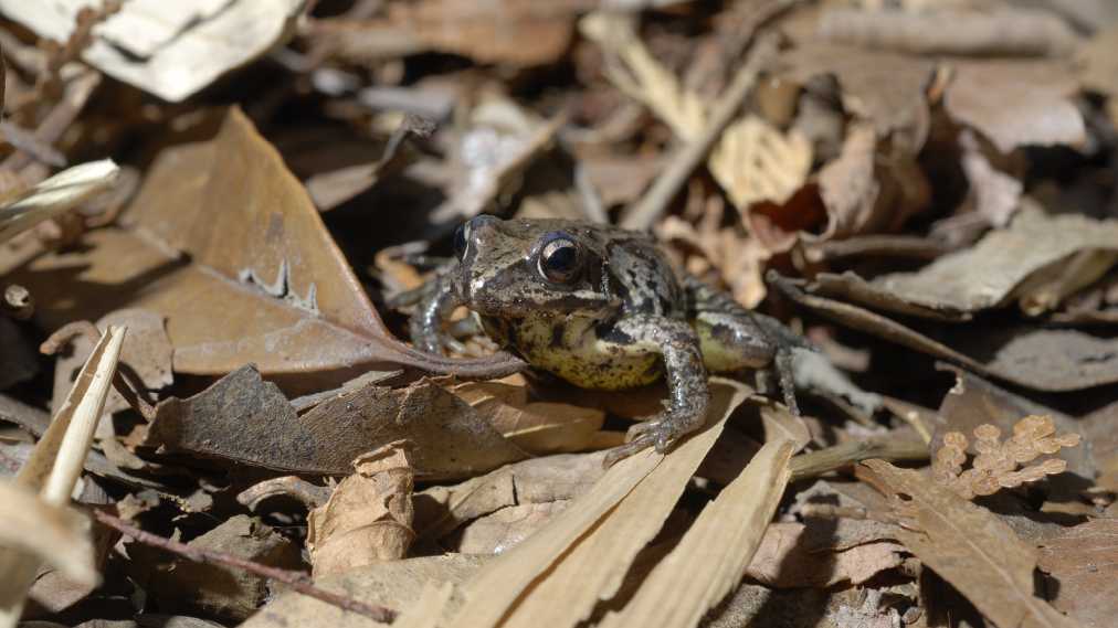 ヤマアカガエル