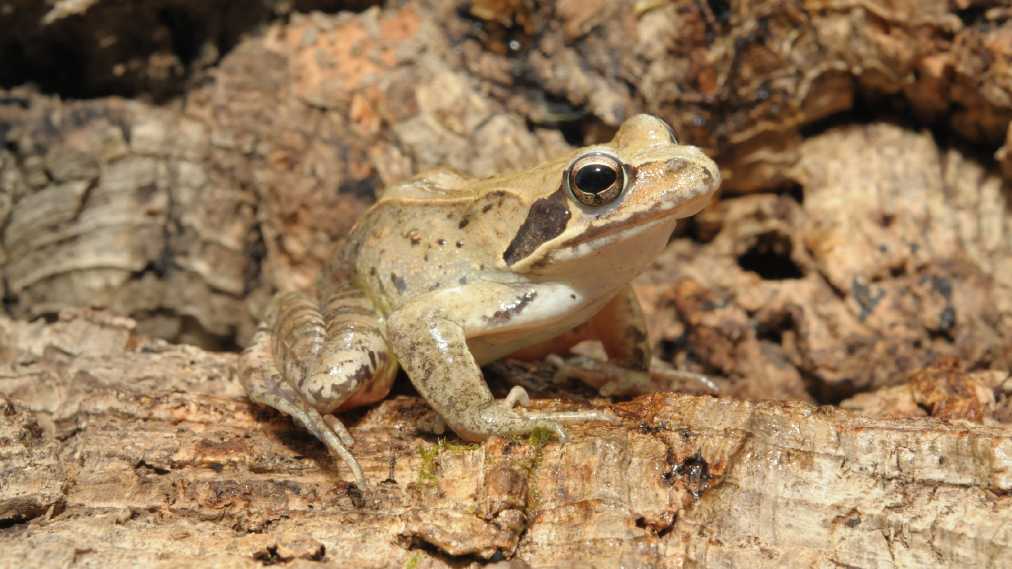 ヤマアカガエル