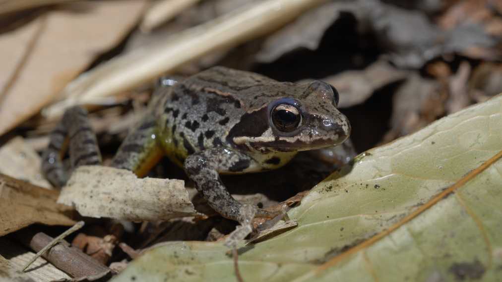 ヤマアカガエル