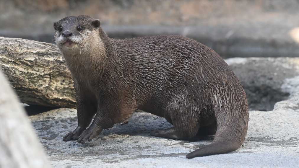 コツメカワウソ