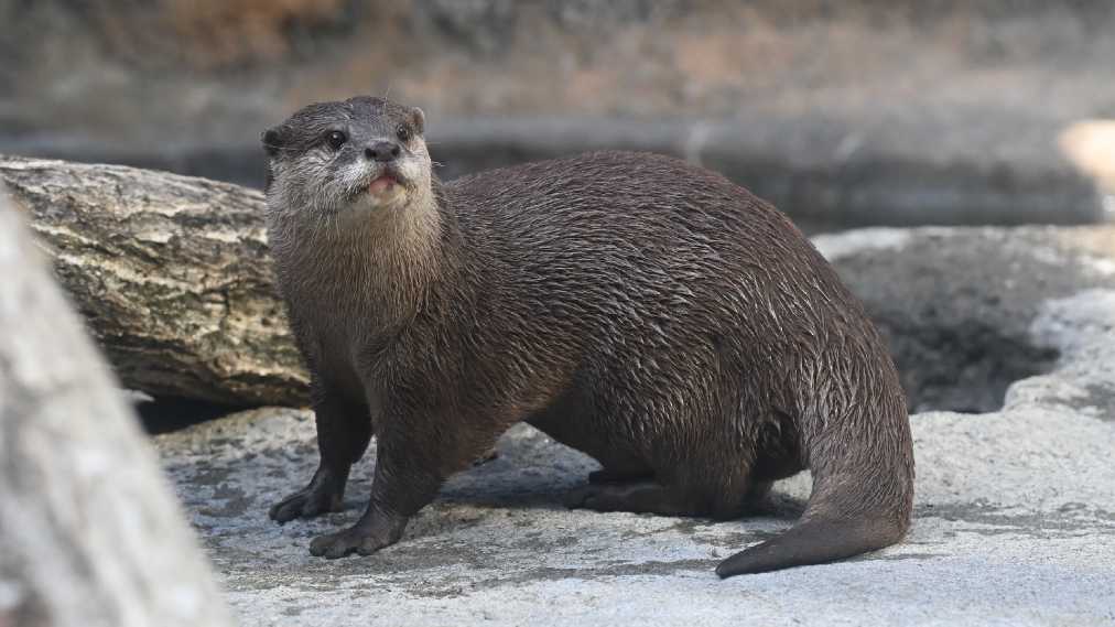 コツメカワウソ