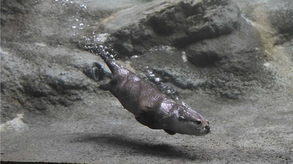 コツメカワウソ