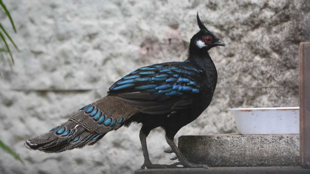 パラワンコクジャク